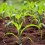 Corn Seedling
